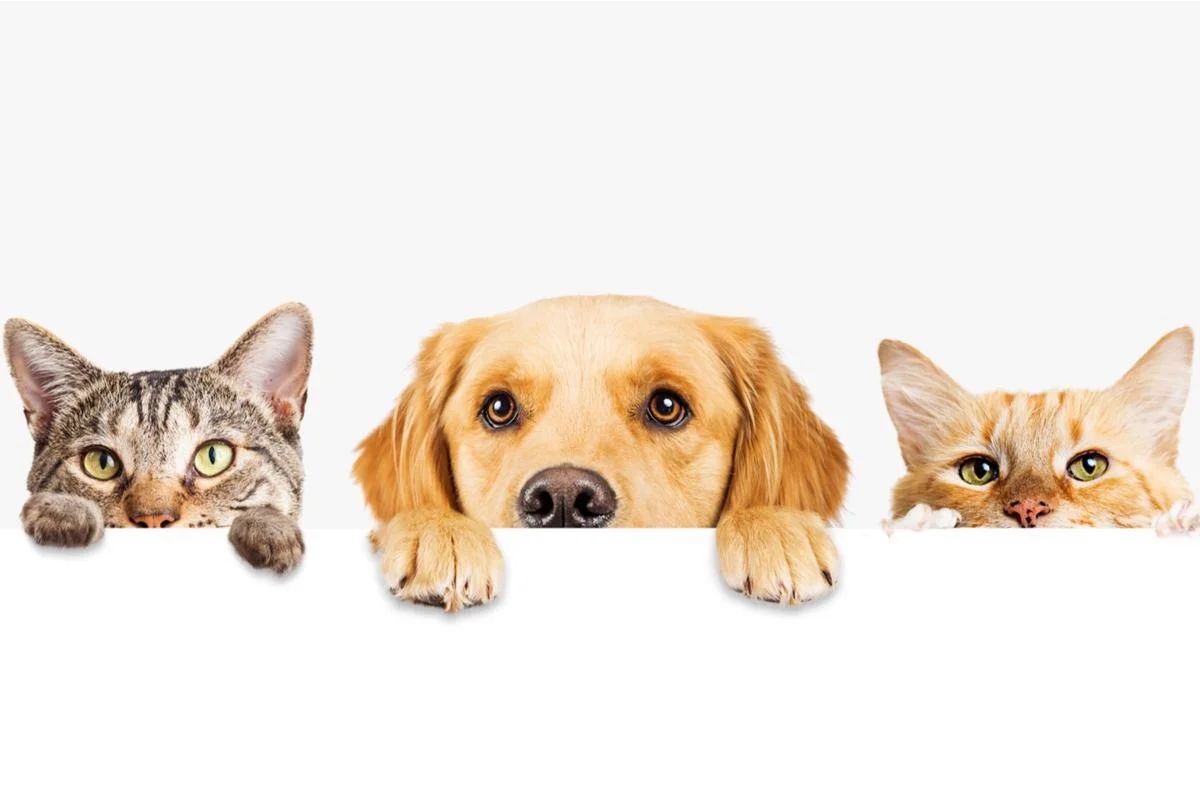 Pet Lovers Essentials